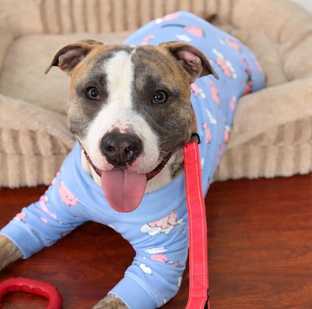 Mako, Adoptable, Adult Male American Staffordshire Terrier & Mixed Breed.
