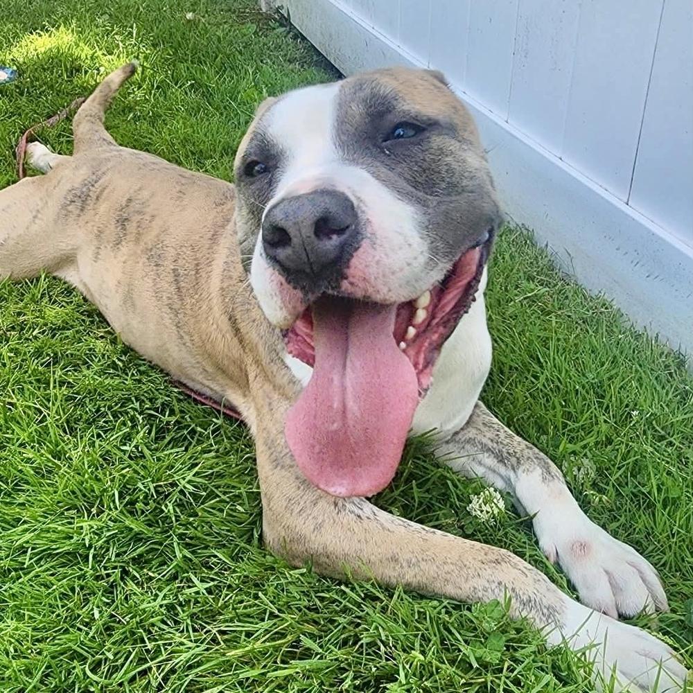 Enlarge Mako, a Adoptable mixed breed in Long Island City, NY image 2/6