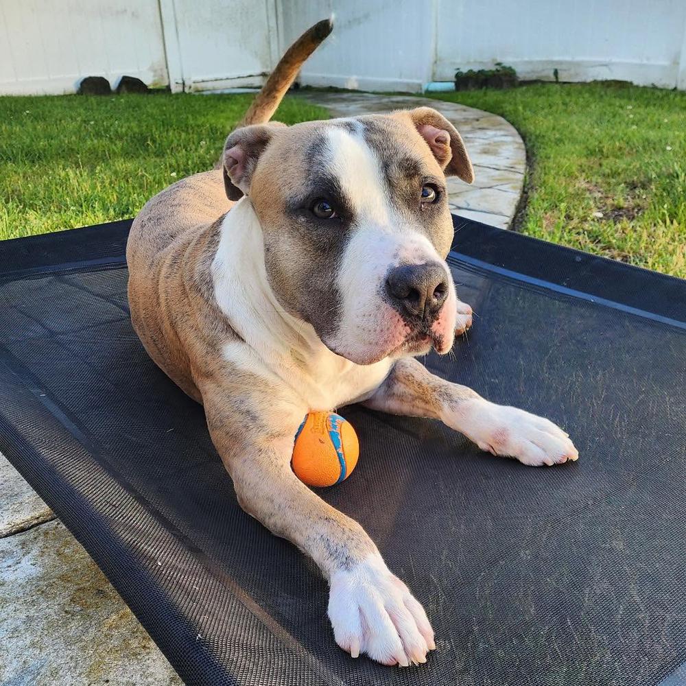 Enlarge Mako, a Adoptable mixed breed in Long Island City, NY image 3/6