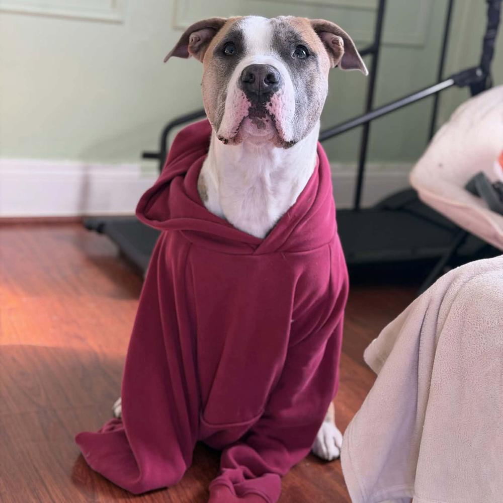 Enlarge Mako, a Adoptable mixed breed in Long Island City, NY image 4/6