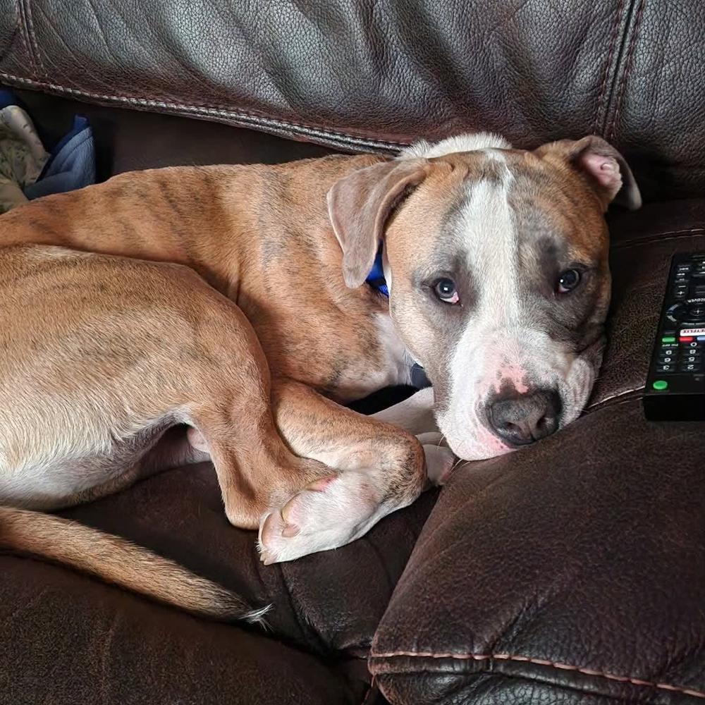 Enlarge Mako, a Adoptable mixed breed in Long Island City, NY image 5/6