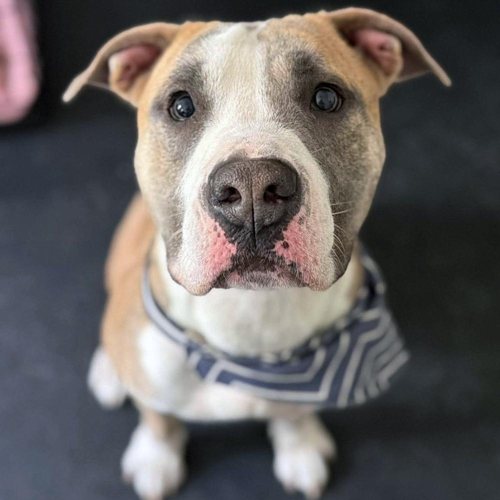 Enlarge Mako, a Adoptable mixed breed in Long Island City, NY image 6/6
