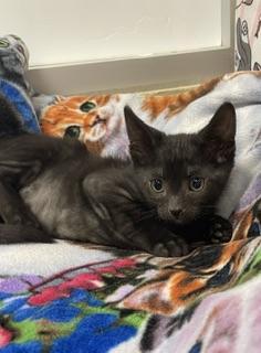 Candice, Adoptable, Kitten Female Domestic Short Hair.