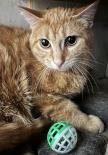 Booker, Adoptable, Adult Male Domestic Short Hair.
