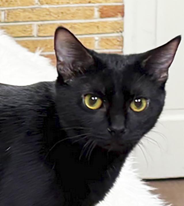 Enlarge Posh Spice, a Adoptable Domestic Short Hair in Cuyahoga Falls, OH image 1/2