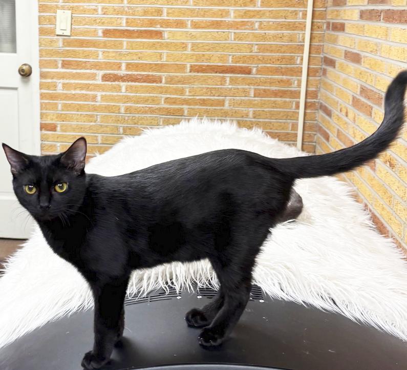 Enlarge Posh Spice, a Adoptable Domestic Short Hair in Cuyahoga Falls, OH image 2/2