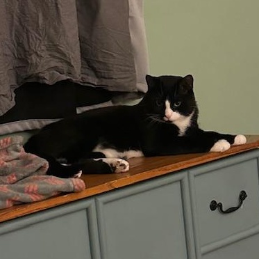 Dexter and Oliver *Bonded Pair* photo 5