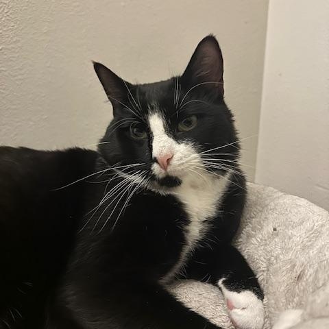 Dexter and Oliver *Bonded Pair*, Young Male Domestic Short Hair