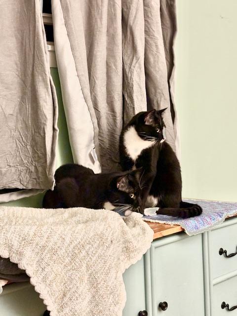 Dexter and Oliver *Bonded Pair* photo 2