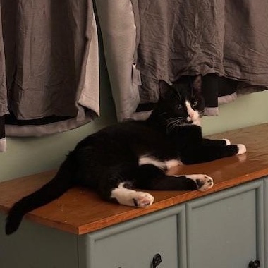 Dexter and Oliver *Bonded Pair* photo 4