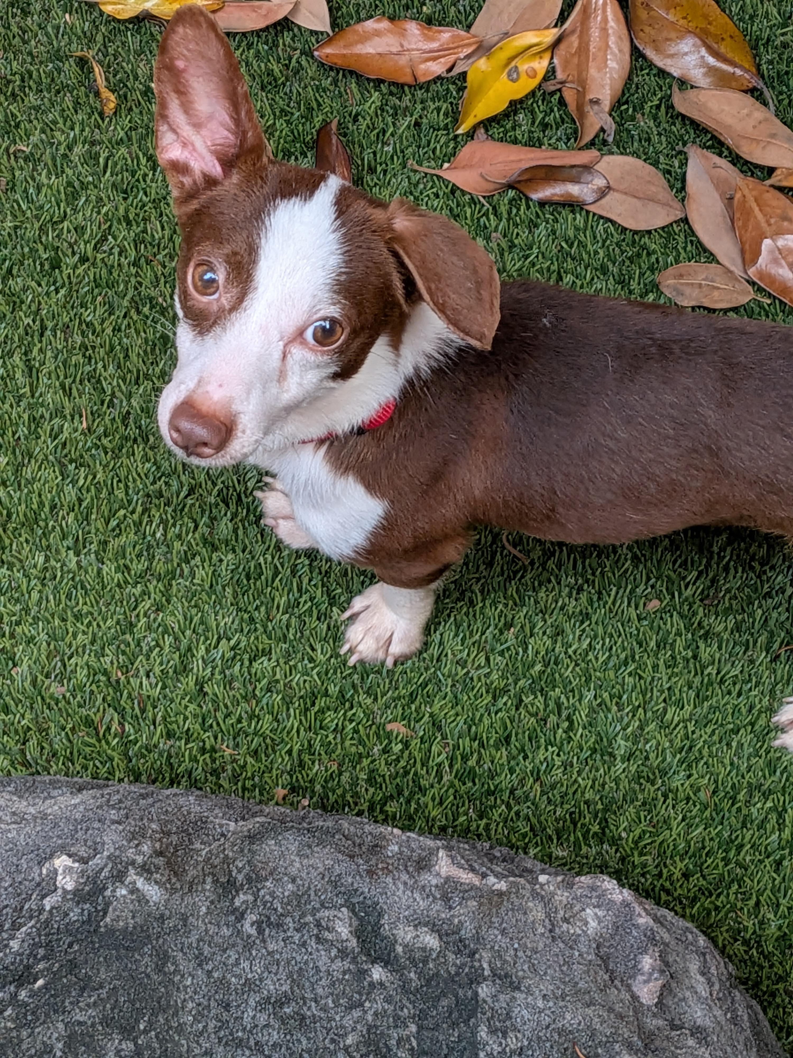 Enlarge Cody, a Adoptable mixed breed in Houston, TX image 3/6