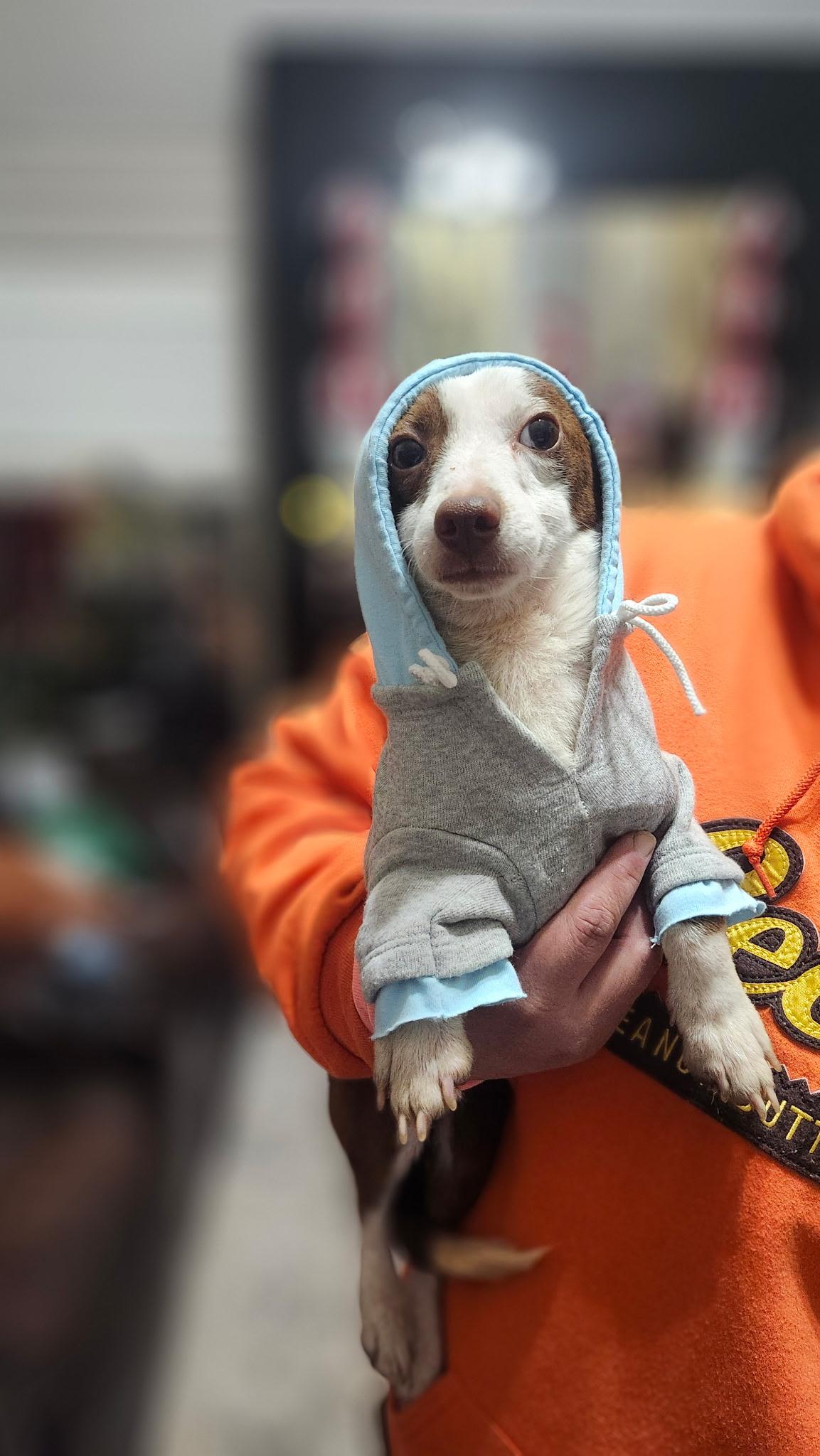 Enlarge Cody, a Adoptable mixed breed in Houston, TX image 2/6