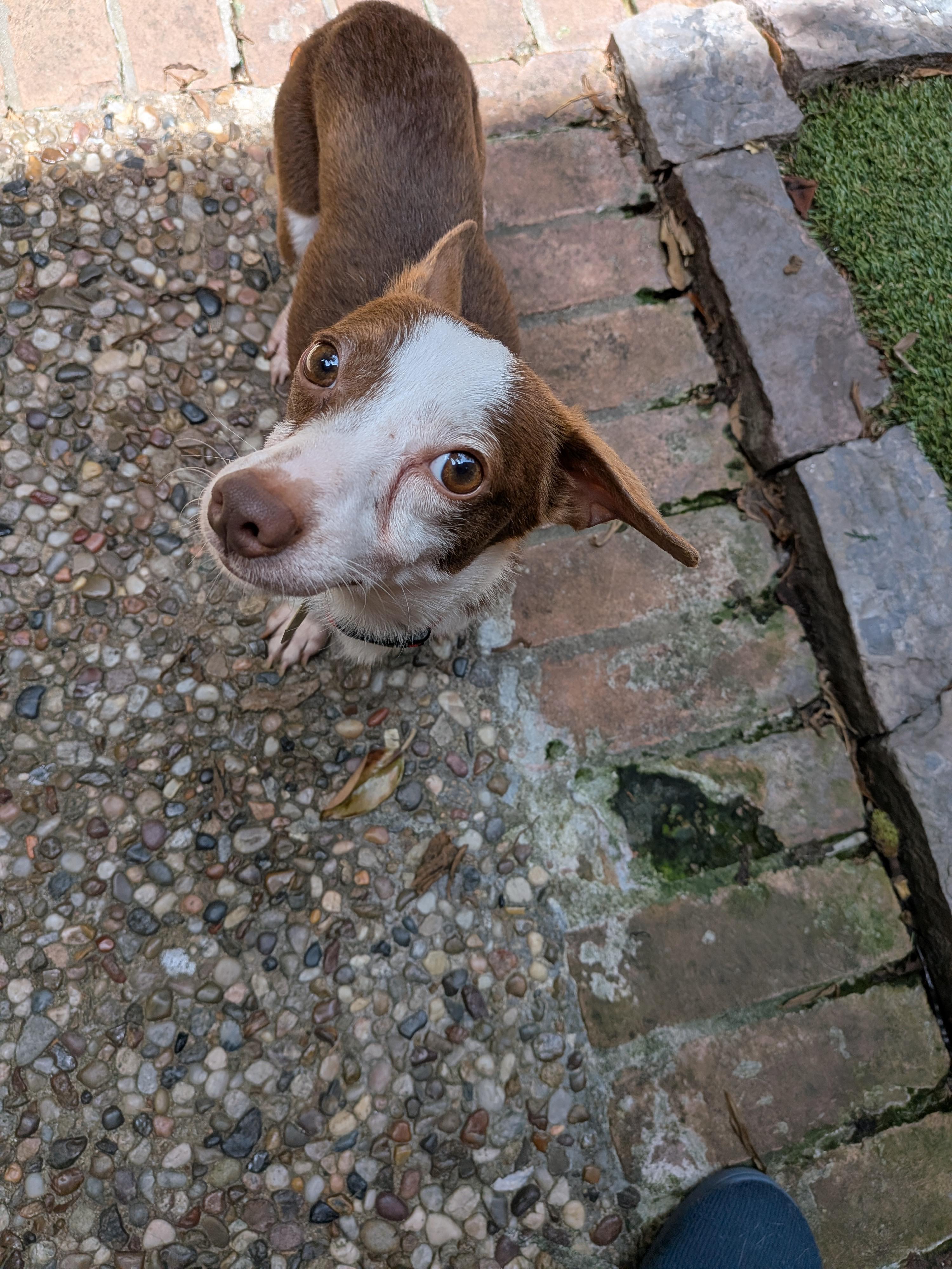 Enlarge Cody, a Adoptable mixed breed in Houston, TX image 5/6