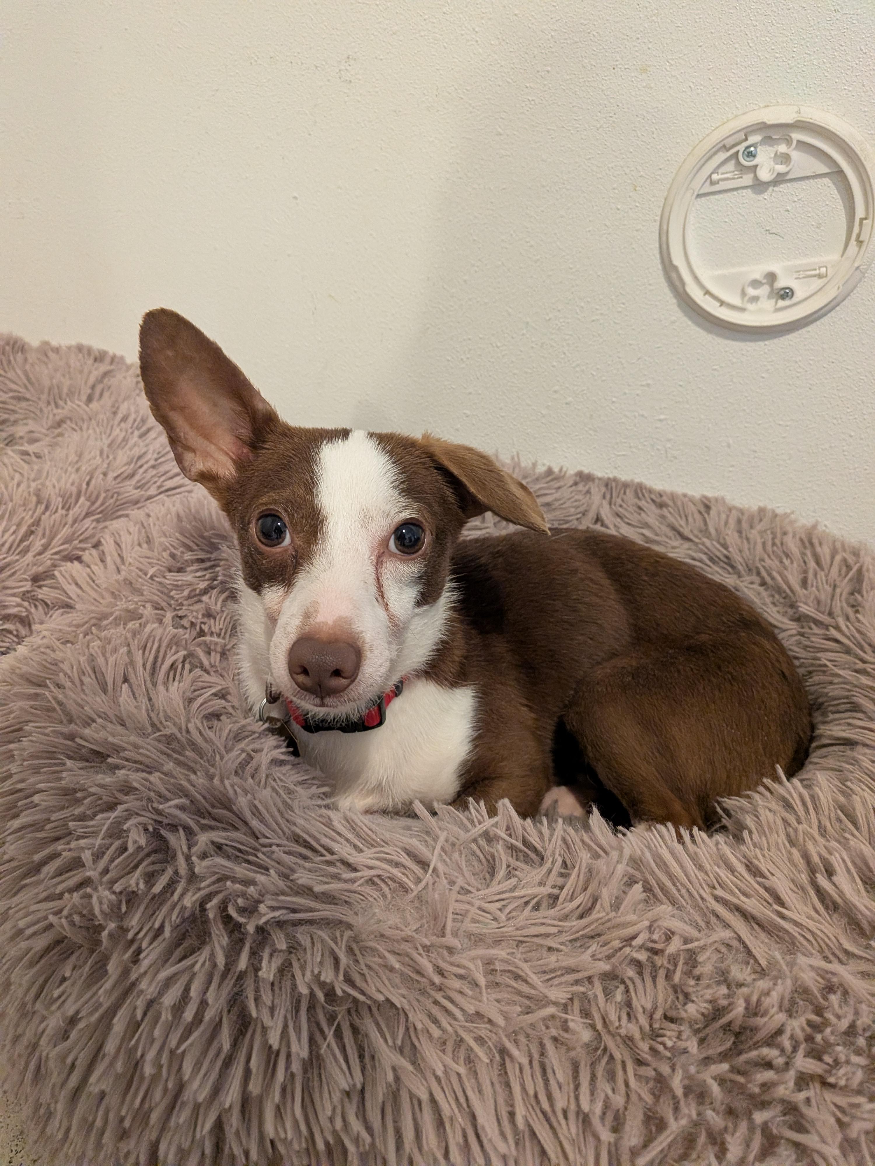 Cody, Adoptable, Young Male Dachshund & Chiweenie.