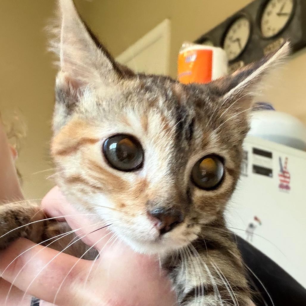 Enlarge Simba, a Adoptable American Shorthair in mount vernon, AR image 1/1