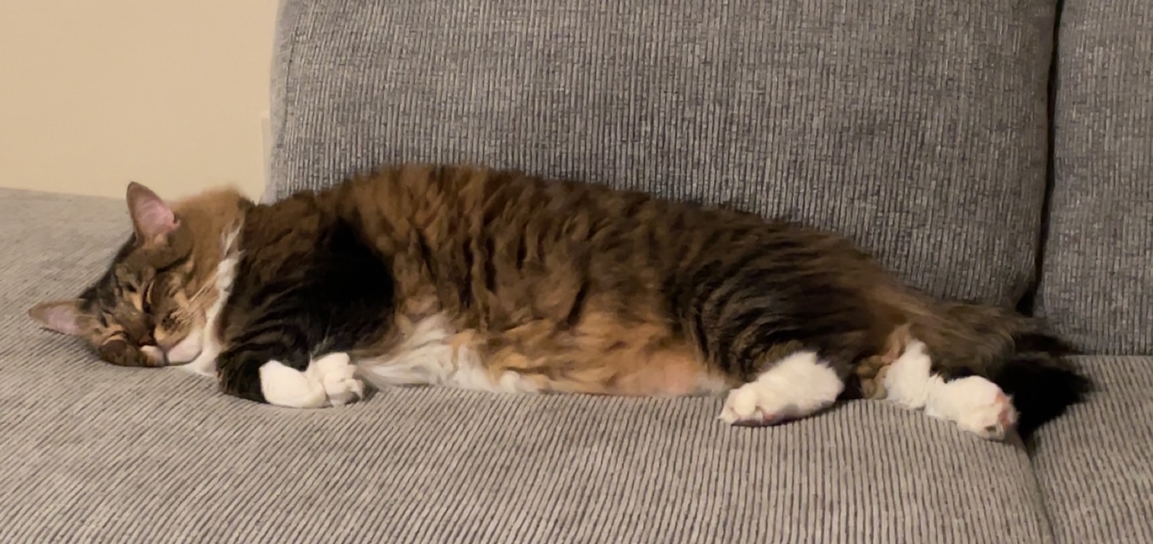 Enlarge Gizmo, a Adopted Domestic Long Hair in Northumberland, PA image 3/6