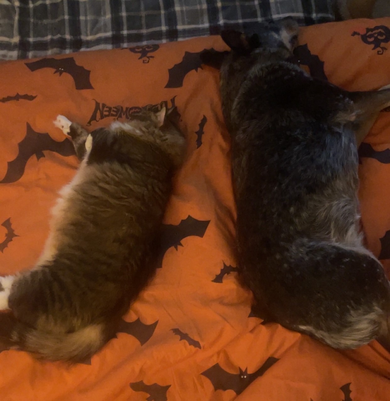 Enlarge Gizmo, a Adopted Domestic Long Hair in Northumberland, PA image 5/6