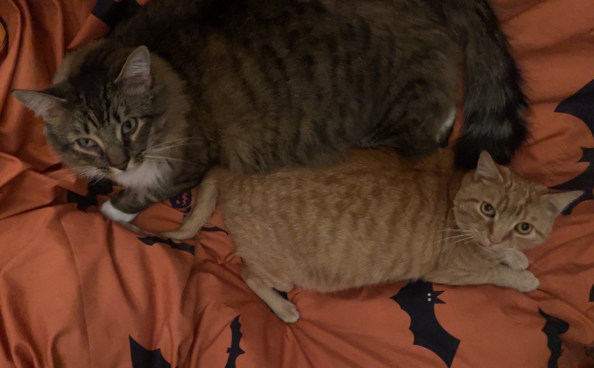 Enlarge Gizmo, a Adopted Domestic Long Hair in Northumberland, PA image 4/6