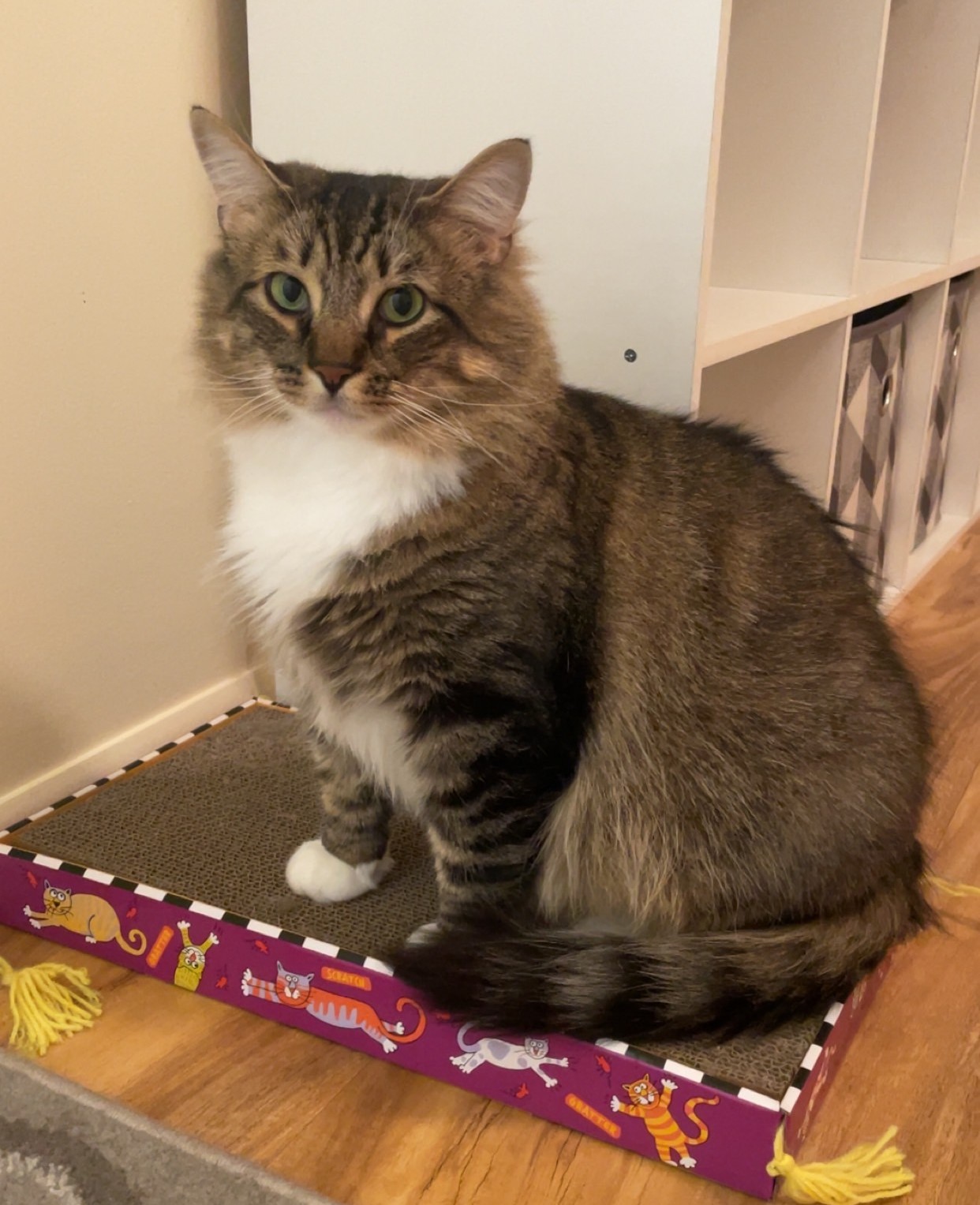 Enlarge Gizmo, a Adopted Domestic Long Hair in Northumberland, PA image 1/6