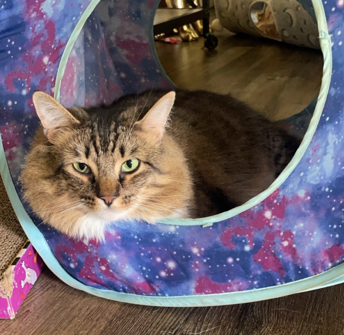 Enlarge Gizmo, a Adopted Domestic Long Hair in Northumberland, PA image 6/6