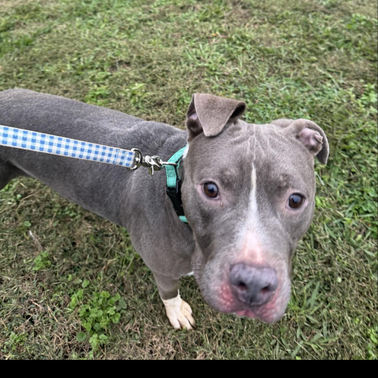 Enlarge Norman, a ADOPTABLE mixed breed in Huntersville , NC image 4/5