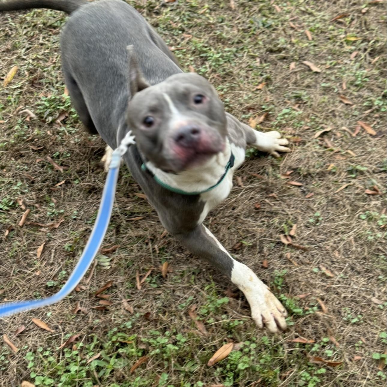 Enlarge Norman, a ADOPTABLE mixed breed in Huntersville , NC image 2/5