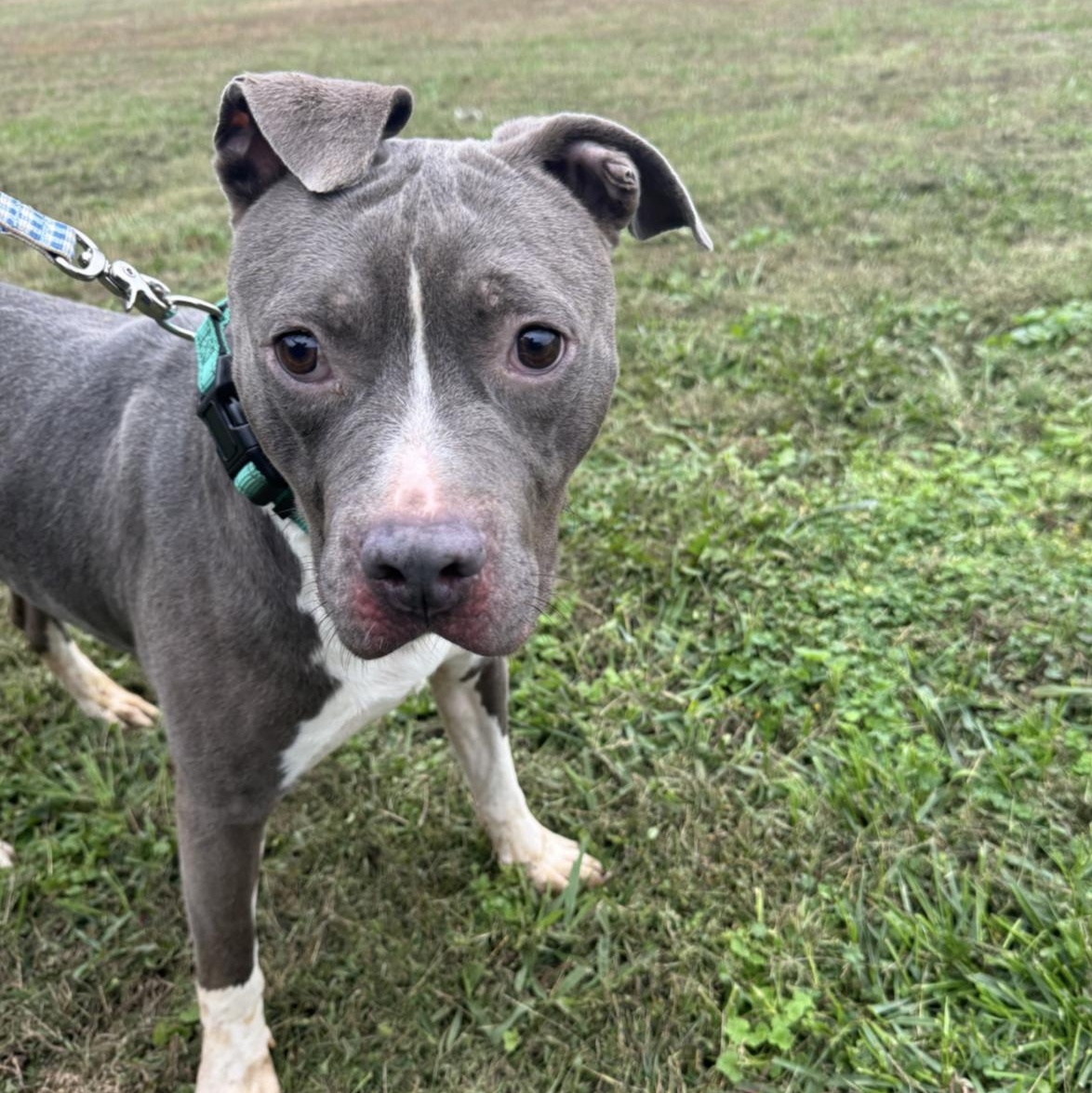 Enlarge Norman, a ADOPTABLE mixed breed in Huntersville , NC image 3/5