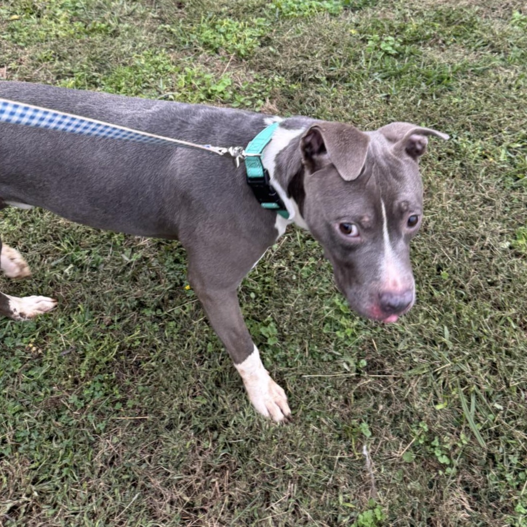 Enlarge Norman, a ADOPTABLE mixed breed in Huntersville , NC image 5/5