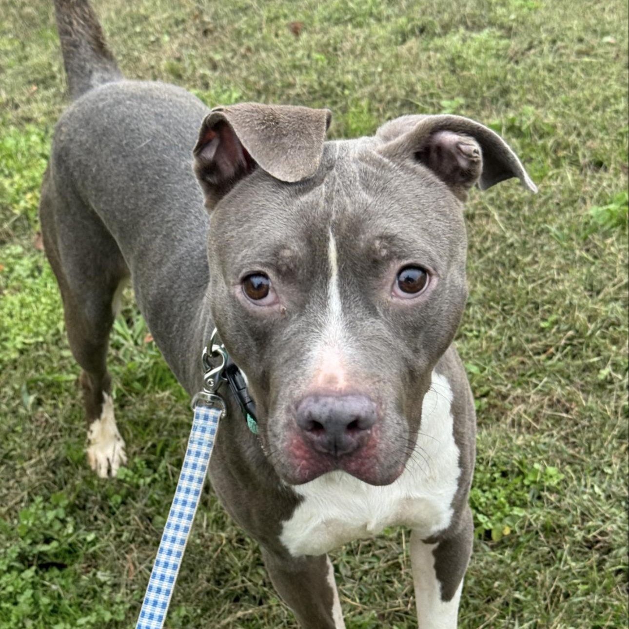 Norman, ADOPTABLE, Adult Male Pit Bull Terrier.