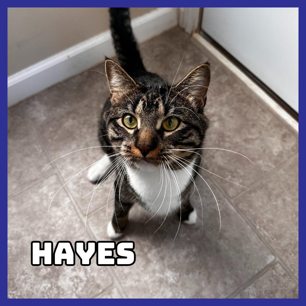 Hayes (Bonded to Furcules), Adoptable, Adult Male Domestic Long Hair.