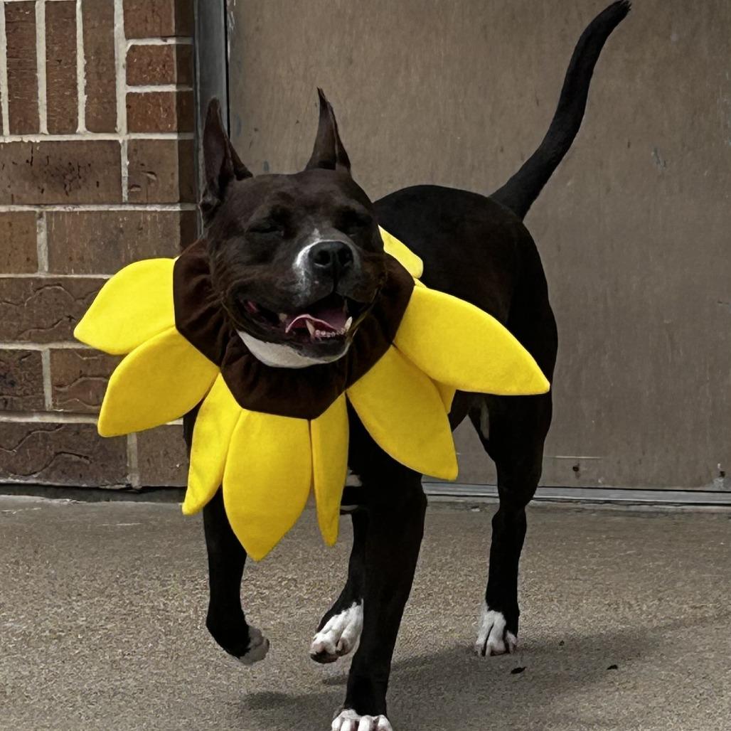 Shitiva, Adoptable, Adult Female Mixed Breed & American Staffordshire Terrier.