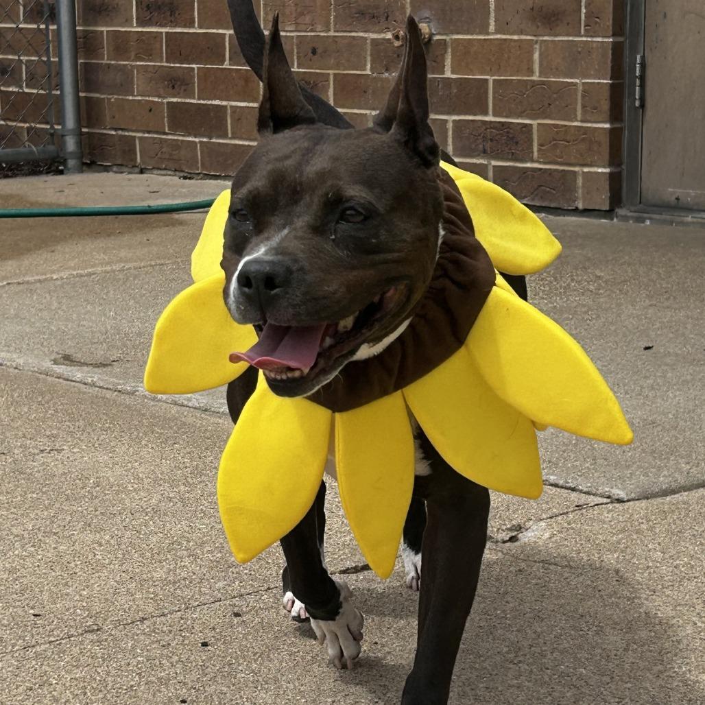 Enlarge Shitiva, a Adoptable mixed breed in Dixon, IL image 2/6