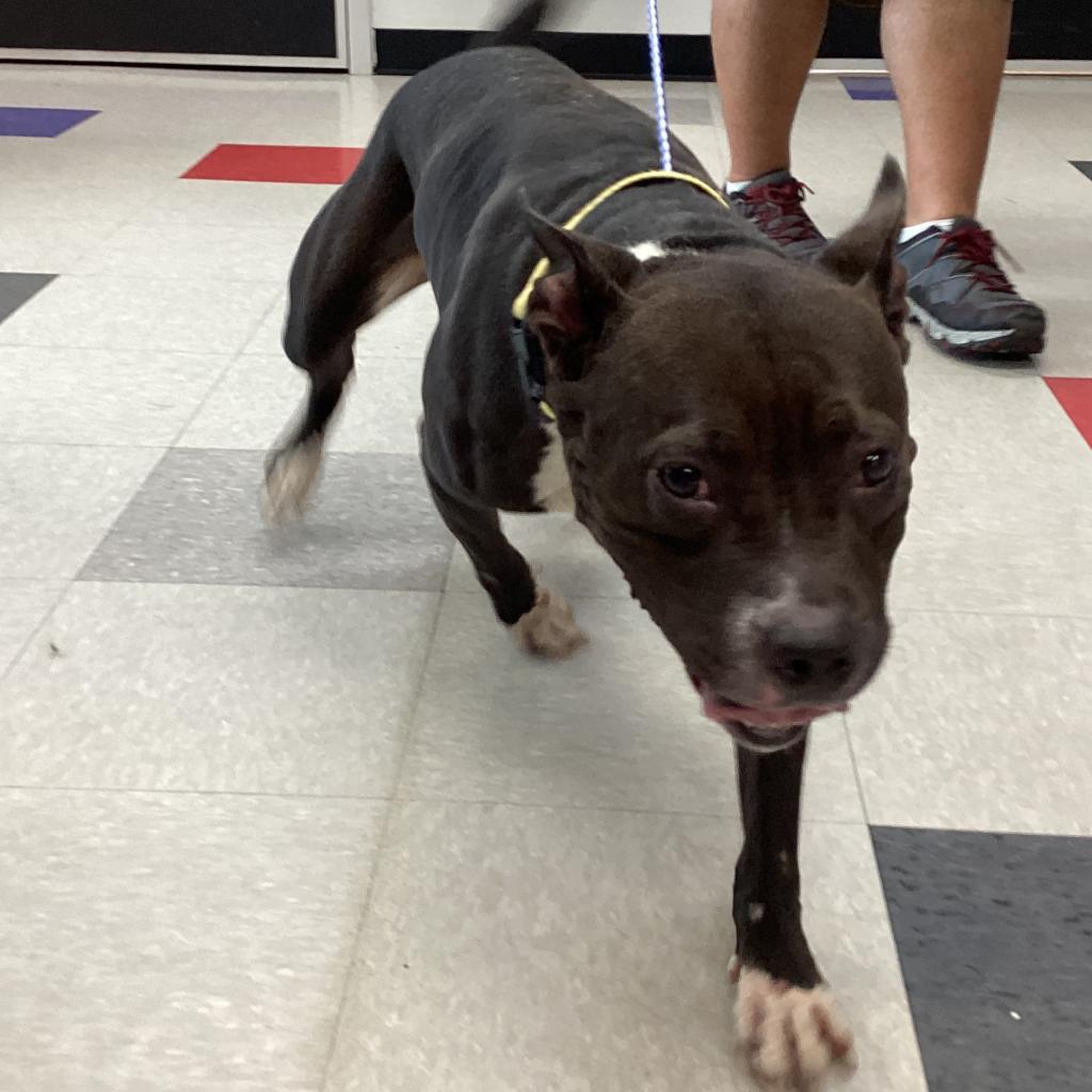 Shitiva, Adoptable, Adult Female Mixed Breed & American Staffordshire Terrier.