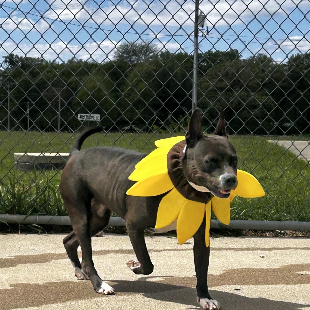 Enlarge Shitiva, a Adoptable mixed breed in Dixon, IL image 4/6
