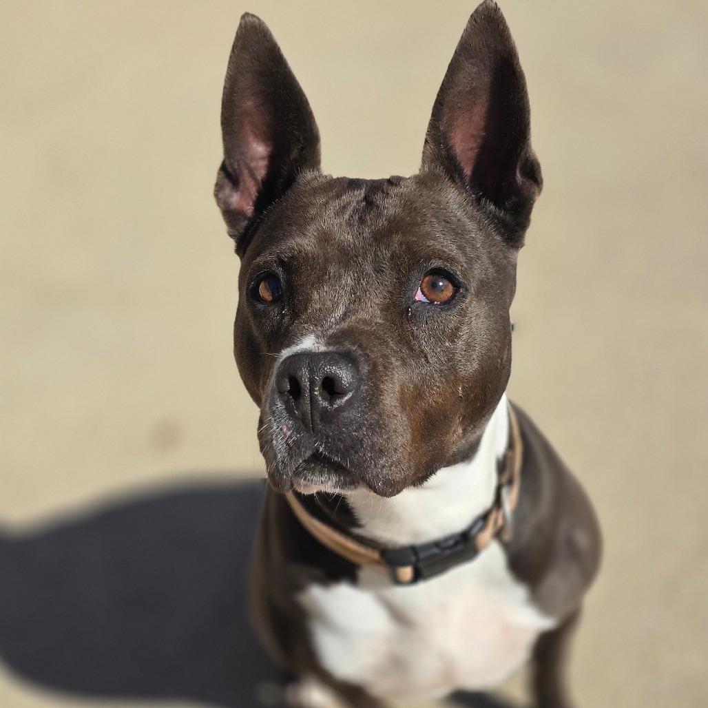 Enlarge Shitiva, a Adoptable mixed breed in Dixon, IL image 2/3