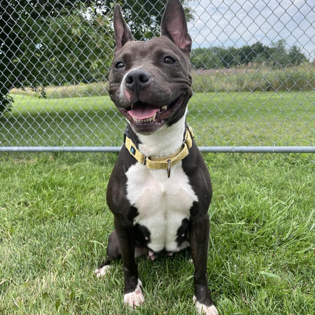 Enlarge Shitiva, a Adoptable mixed breed in Dixon, IL image 3/3