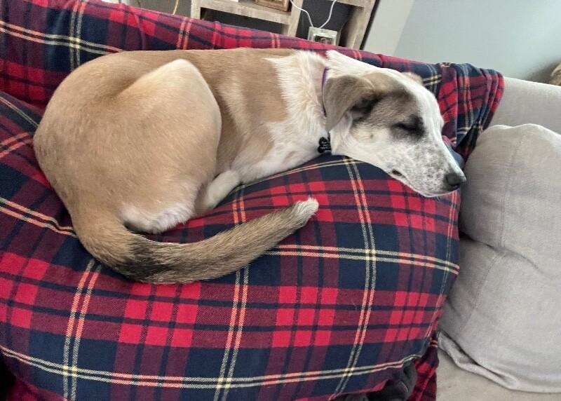 Enlarge Amber, a Adoptable mixed breed in Berkeley Heights, NJ image 1/6