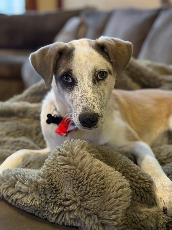 Enlarge Amber, a Adoptable mixed breed in Berkeley Heights, NJ image 2/6