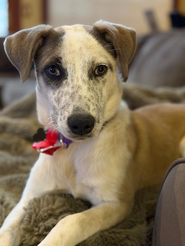 Enlarge Amber, a Adoptable mixed breed in Berkeley Heights, NJ image 3/6