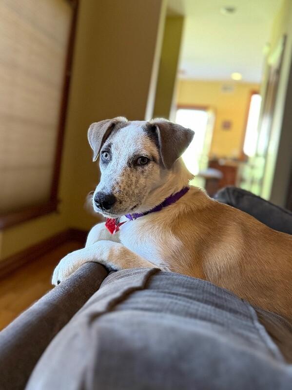 Enlarge Amber, a Adoptable mixed breed in Berkeley Heights, NJ image 4/6