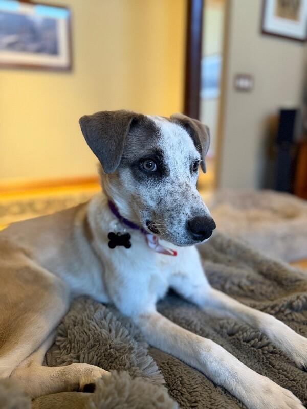 Enlarge Amber, a Adoptable mixed breed in Berkeley Heights, NJ image 5/6