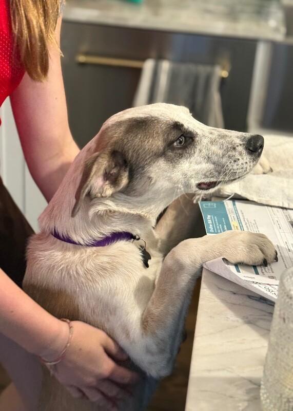 Enlarge Amber, a Adoptable mixed breed in Berkeley Heights, NJ image 6/6