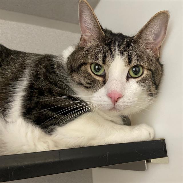 Enlarge GIZMO, a Adoptable Domestic Short Hair in Aurora, CO image 1/1