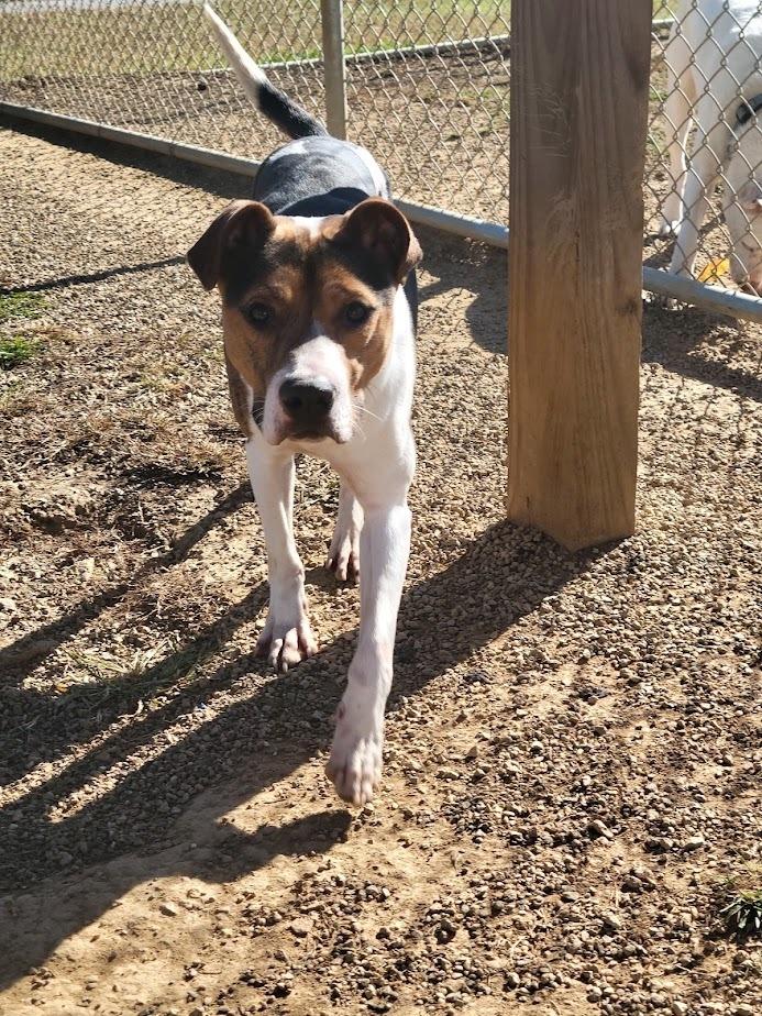 BULLET 373-25 (CELL PROGRAM), Adoptable, Young Male Hound.