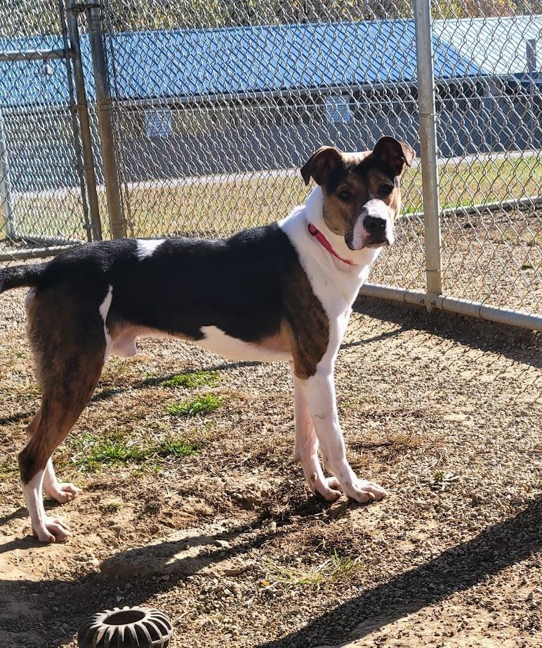 BULLET 373-25 (CELL PROGRAM), Adoptable, Young Male Hound.