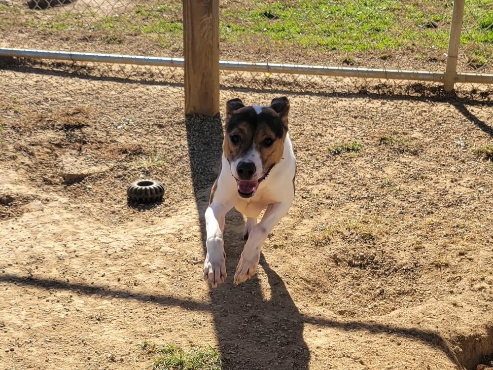 BULLET 373-25 (CELL PROGRAM), a Adoptable mixed breed in Cambridge, OH image 3/4