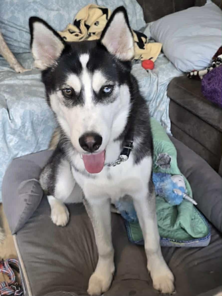 Echo