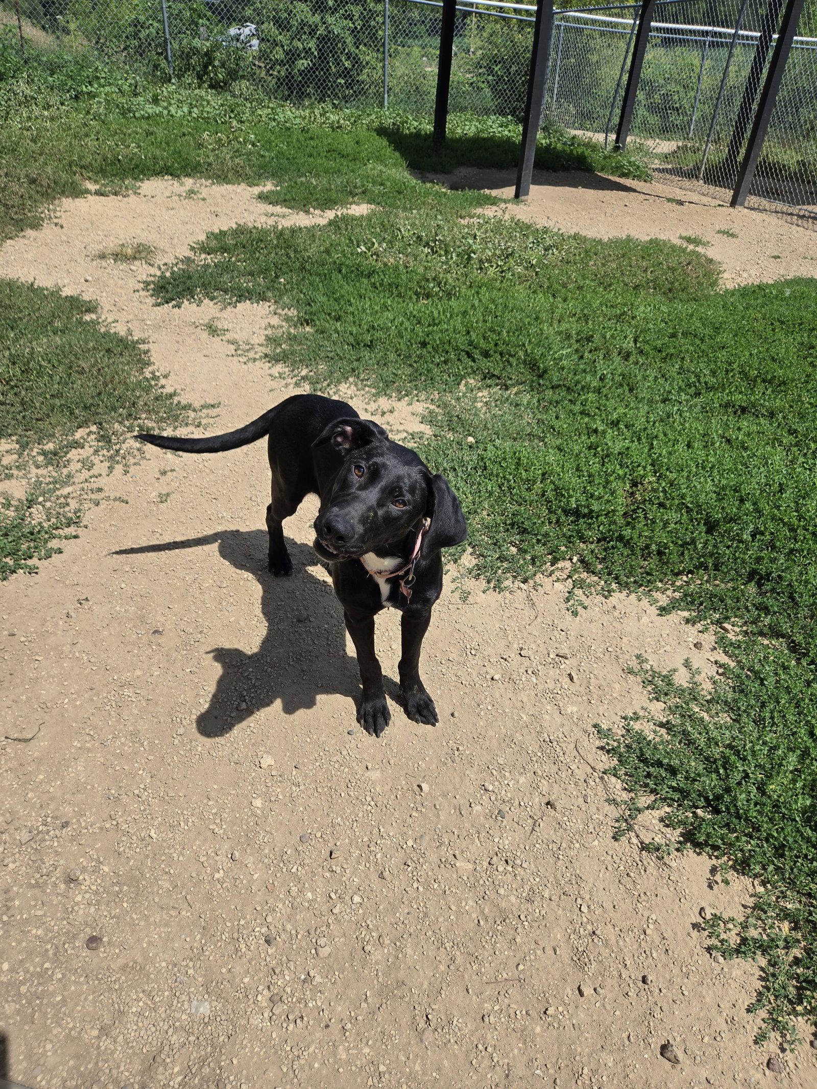Sharpie, Adopted, Young Female Black Labrador Retriever.