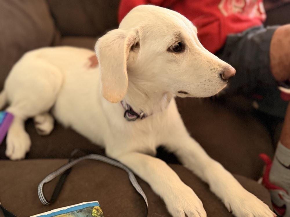 Enlarge Cisare / A&W, a Adoptable mixed breed in Broomfield, CO image 1/6