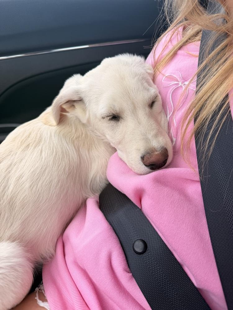 Enlarge Cisare / A&W, a Adoptable mixed breed in Broomfield, CO image 2/6